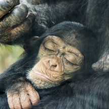 Chimpansee - Petra de Groot