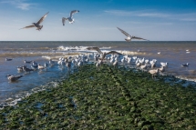 De kust bij Camperduin - Petra de Groot