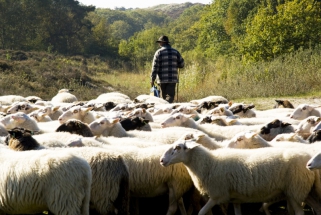 Expositie Grote Kerk Alkmaar 2012 - Herder met zijn schapen - Petra de Groot