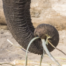 Olifant 3 / driekluik - Petra de Groot