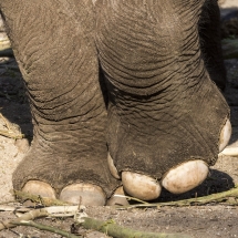 Olifant 2 / drieluik - Petra de Groot