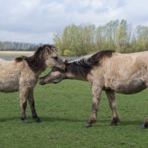 Oostvaardersplassen 2 - Petra de Groot