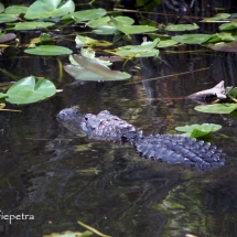 Alligator 1 © fotografiepetra