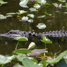 Alligator aan het zwemmen 2 © fotografiepetra