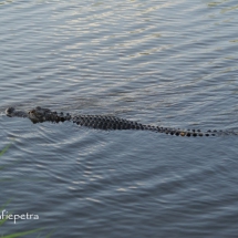 Alligator aan het zwemmen © fotografiepetra