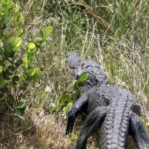 Alligator neemt de benen 1 © fotografiepetra