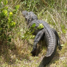 Alligator neemt de benen 2 © fotografiepetra