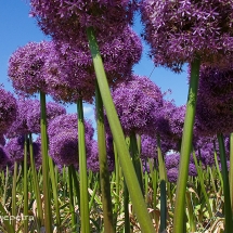 Alliumveld Egmond 4 © fotografiepetra