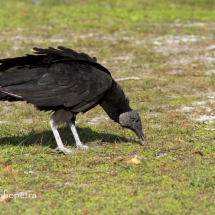 Amerikaanse zwarte gier 1 © fotografiepetra