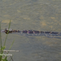 Baby Alligator © fotografiepetra