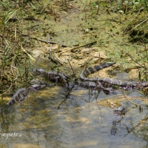 Baby alligators 1 © fotografiepetra