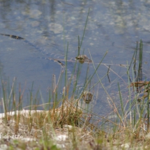 Baby alligators 2 © fotografiepetra