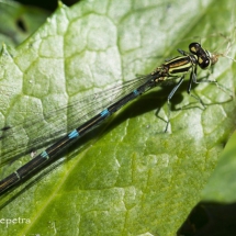 Blauwe libelle 1 © fotografiepetra