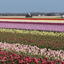 Bollenveld 1 © fotografiepetra