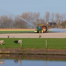 Bollenveld 2 © fotografiepetra