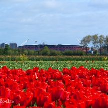 Bollenveld AZ Stadion © fotografiepetra