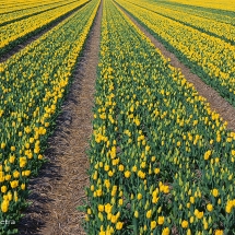 Bollenveld Heiloo © fotografiepetra