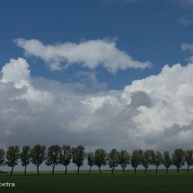 Bomenrij Friesland © fotografiepetra