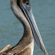 Bruine pelikaan 1 © fotografiepetra