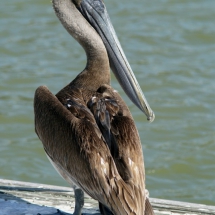 Bruine pelikaan 2 © fotografiepetra