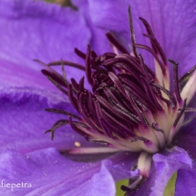 Clematis 1 © fotografiepetra