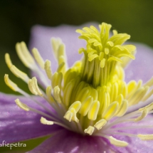 Clematis 3 © fotografiepetra