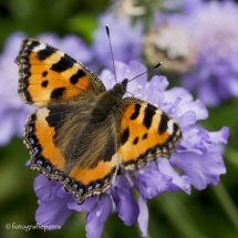 Kleine vos vlinder © fotografiepetra