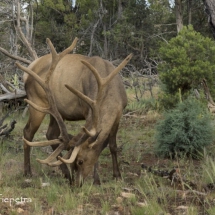 Grand Canyon 9 © fotografiepetra