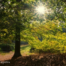 Licht door de bomen 1 © fotografiepetra