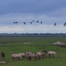 Oostvaardersplassen paarden & vogels © fotografiepetra