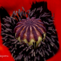 Papaver 1 © fotografiepetra