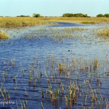 River of grass 1 © fotografiepetra