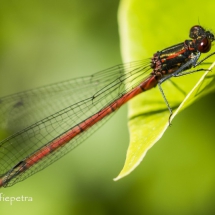 Rode Libelle 1 © fotografiepetra