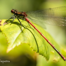 Rode libelle 2 © fotografiepetra