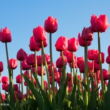 Rode tulpen 1 © fotografiepetra