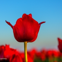 Rode tulpen 2 © fotografiepetra