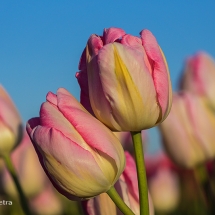 Roze tulpen 1 © fotografiepetra