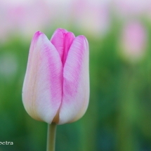 Roze tulpen 2 © fotografiepetra