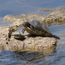 Schildpadden 1 © fotografiepetra