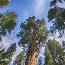 Sequoia 1 © fotografiepetra