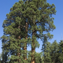 Sequoia 2 © fotografiepetra