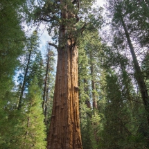 Sequoia 3 © fotografiepetra