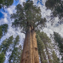 Sequoia 4 © fotografiepetra