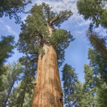 Sequoia 6 © fotografiepetra