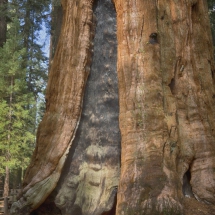 Sequoia 7 © fotografiepetra