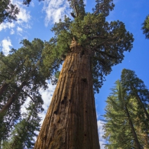 Sequoia 8 © fotografiepetra