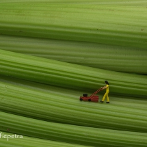Grasmaaier over bleekselderij © fotografiepetra