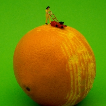 Grasmaaier over sinaasappel © fotografiepetra