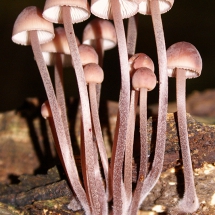 Bloedsteelmycena © fotografiepetra