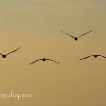 Bruine pelikanen © fotografiepetra